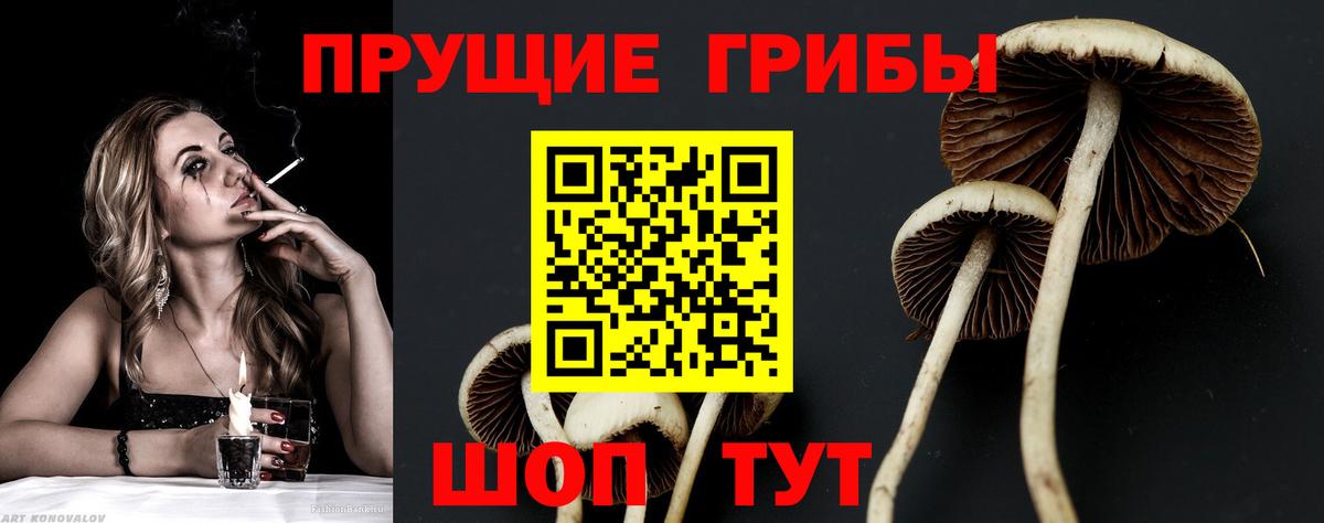 Галлюциногенные грибы Psilocybe Электрогорск